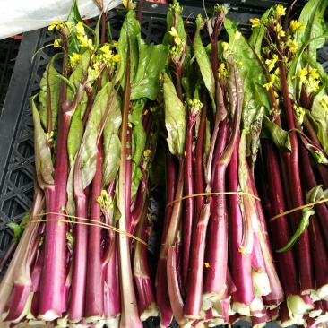 新鲜红菜苔大量上市湖北当阳合作社直供质优价廉