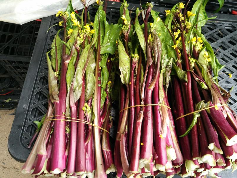 新鲜红菜苔大量上市湖北当阳合作社直供质优价廉