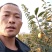 火罐柿苗产地直销保证质量品系全国发货包邮包售后