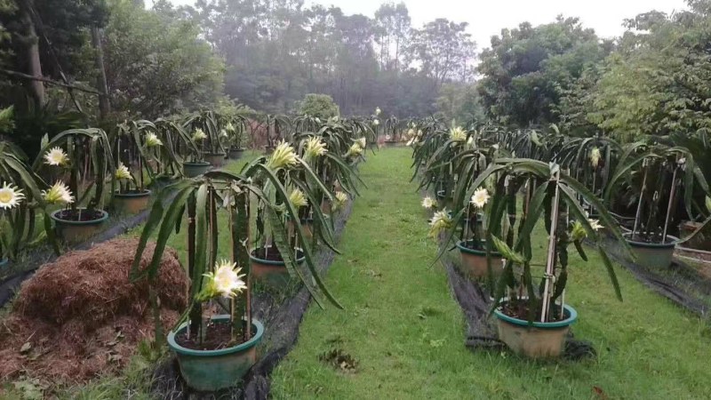 新鲜台湾大红心火龙果上市