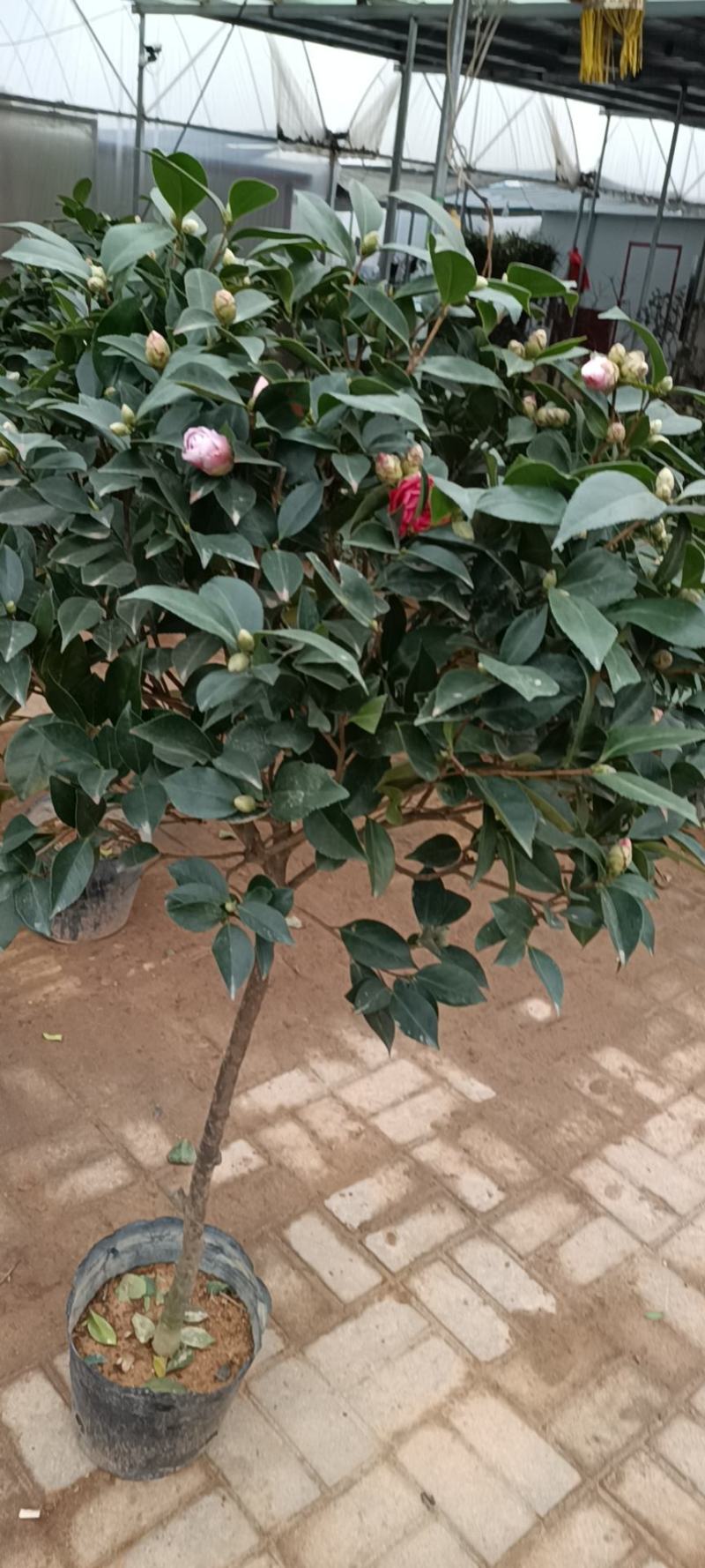老兵苗圃茶花树五色赤丹茶花