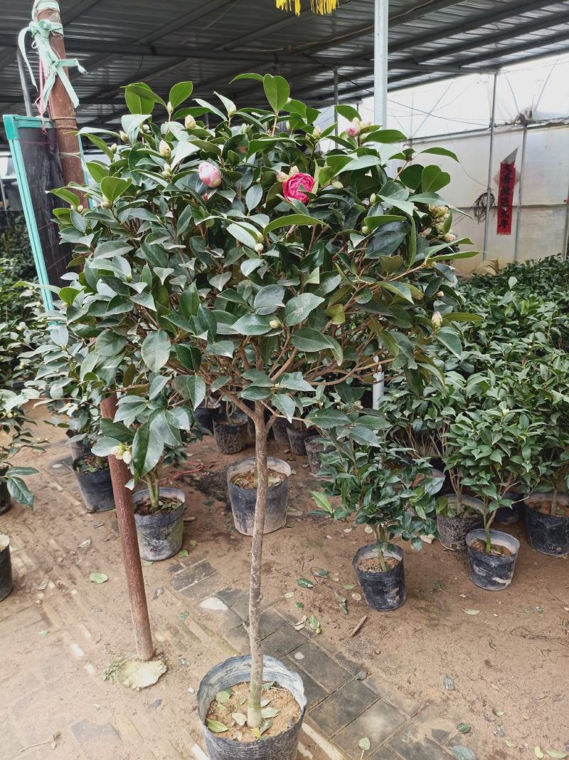 老兵苗圃茶花树五色赤丹茶花