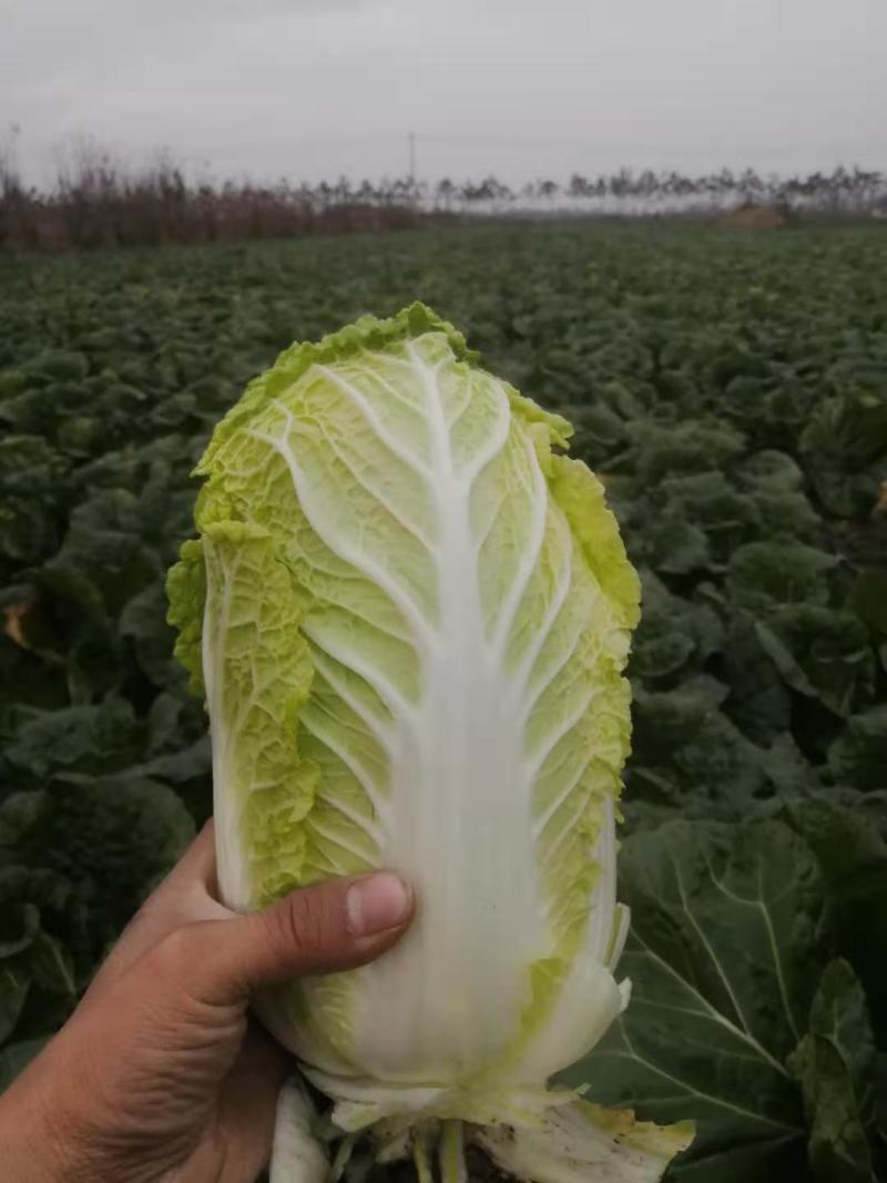 娃娃菜大量现货供应基地，诚信经营需要的老板赶紧联系！