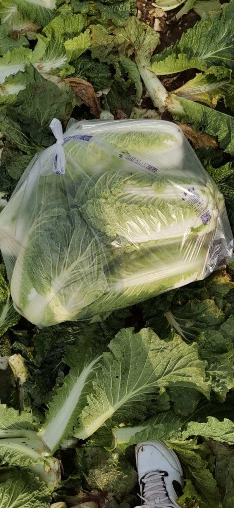 北京三号大量供应，质量优良，需要的老板赶紧联系，诚信经营