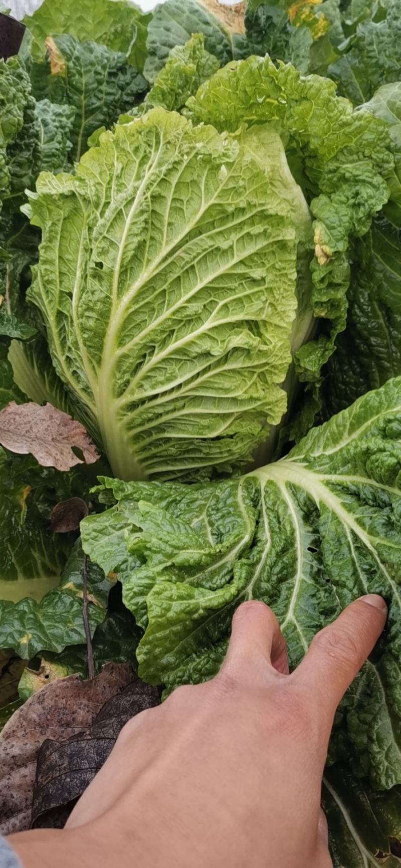 白菜大量现货供应，欢迎各大老板们前来采购