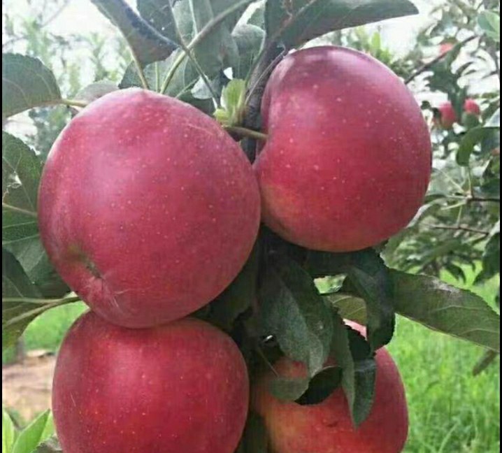 八角金盘的果呈球形,成熟时呈黑色,成串挂在枝头,具有很高的观赏价值 八角金盘的果特写