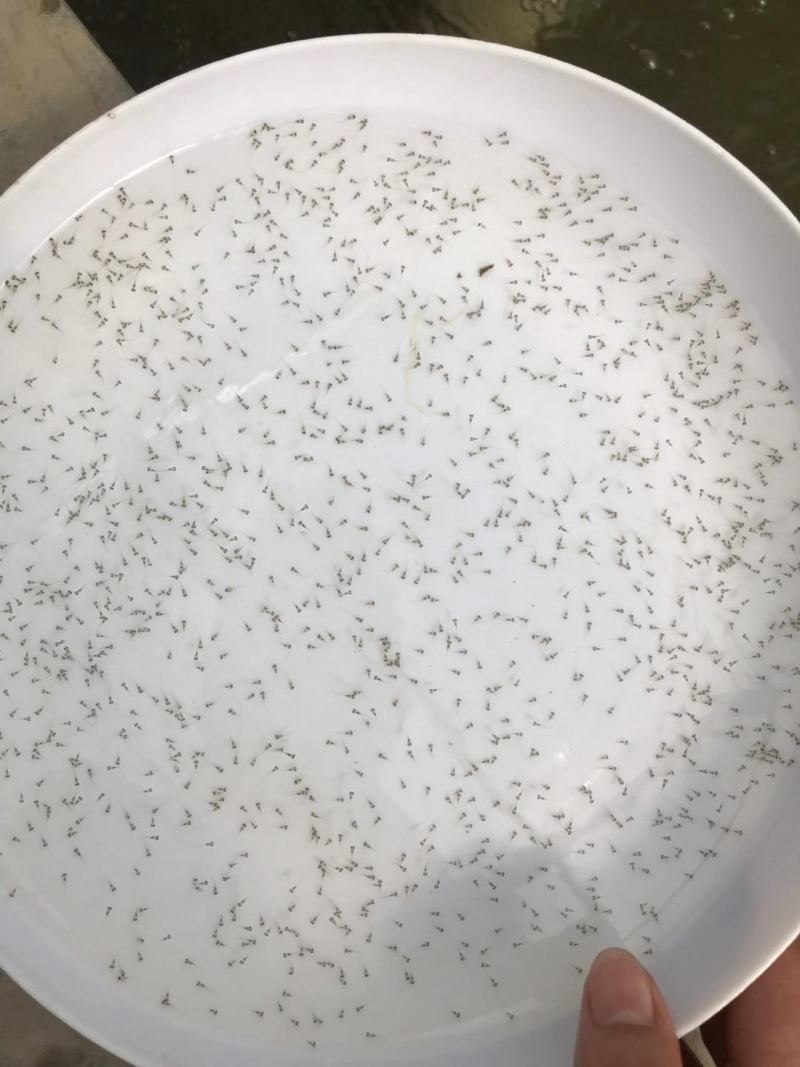 禾花鲤鱼苗禾花鲤鱼水花禾花鲤鱼商品鱼教养殖技术