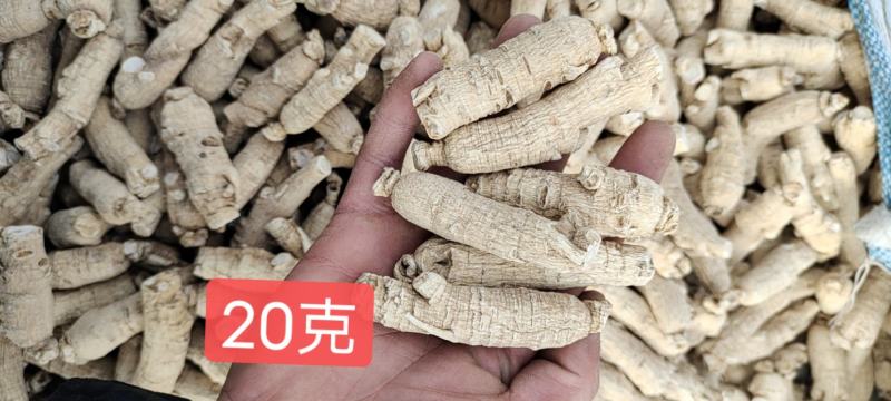 正宗长白山西洋参条花旗参条规格齐全产地批发