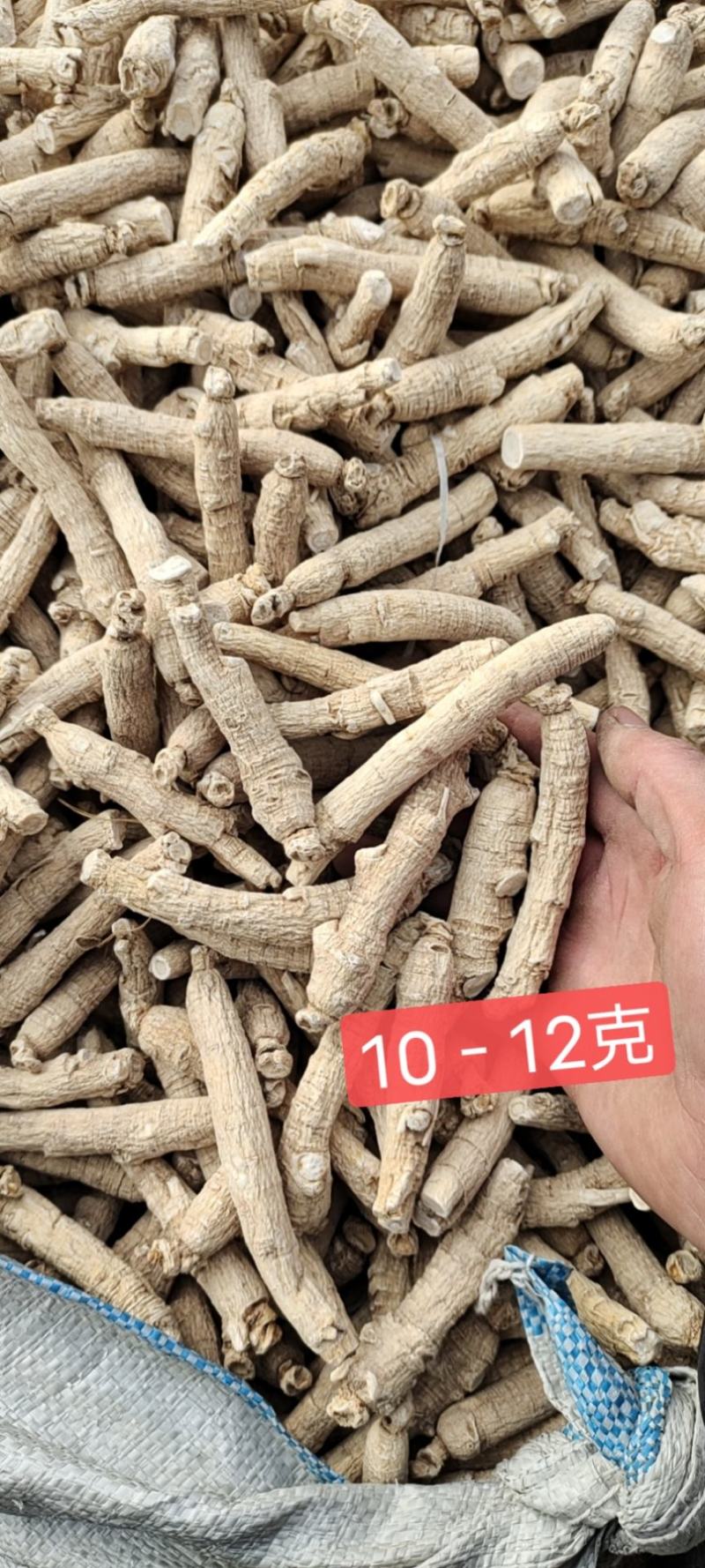 正宗长白山西洋参条花旗参条规格齐全产地批发