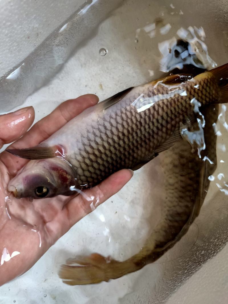 禾花鲤鱼出售商品禾花鲤鱼禾花鲤鱼苗教养殖技术