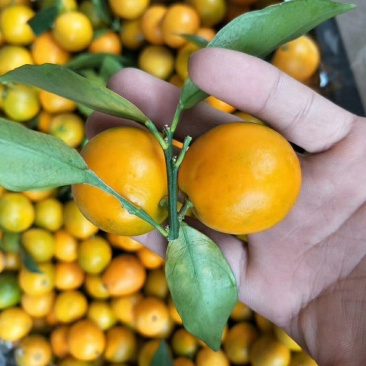 广西特色水果纯甜滑皮金橘