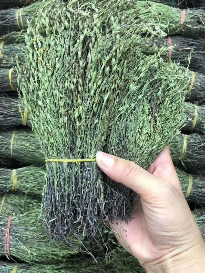独脚金有货，20到25公分，颜色漂亮有好货