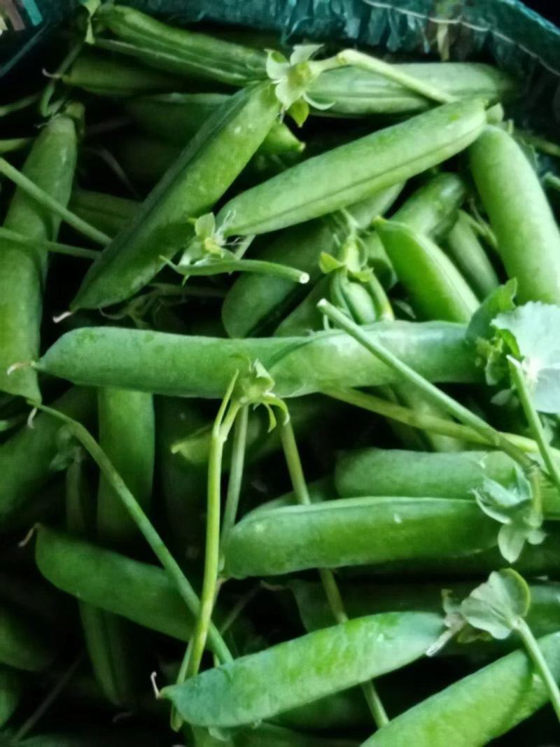 长寿仁豌豆大量上市欢迎采购商来电