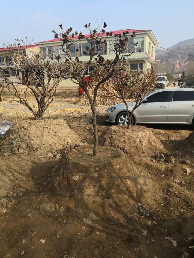洛阳红深紫色深蓝色，白色千层