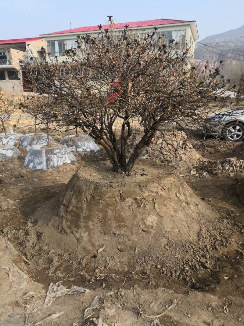 洛阳红深紫色深蓝色，白色千层