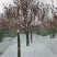 洛阳红深紫色深蓝色，白色千层