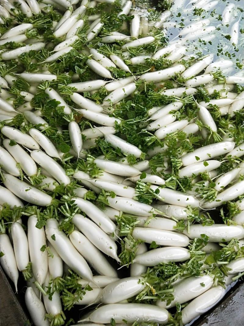 地膜板叶白萝卜301