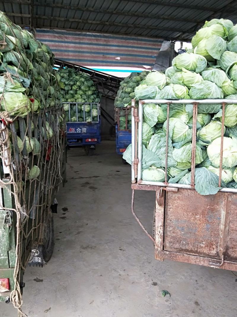 地膜铁包量大扁包菜，甘蓝货源充足，价格便宜