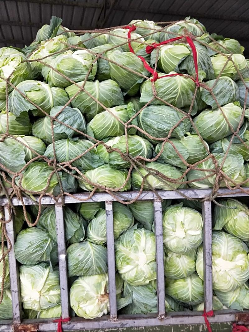 地膜铁包量大扁包菜，甘蓝货源充足，价格便宜