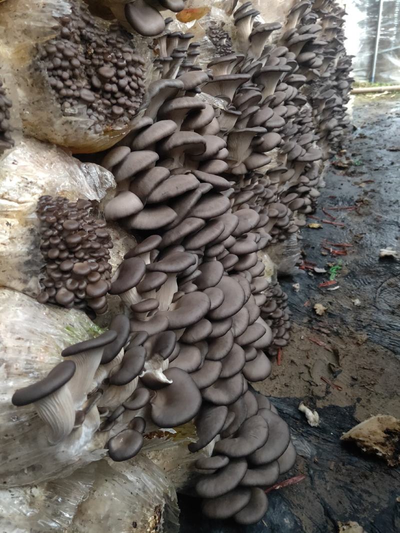 蘑菇，出售中，批发价格，全国发货