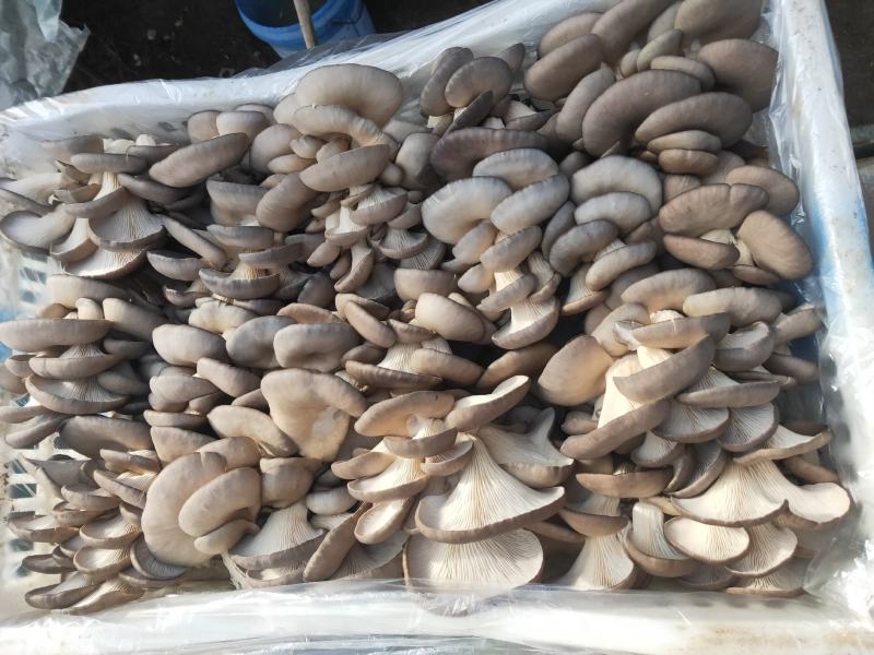 蘑菇，出售中，批发价格，全国发货