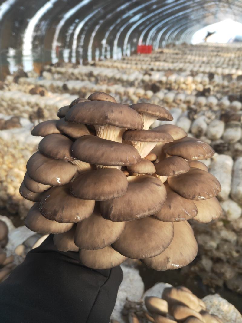 蘑菇，出售中，批发价格，全国发货