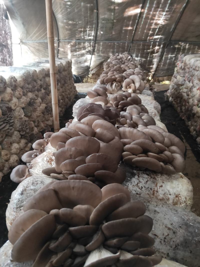 蘑菇，出售中，批发价格，全国发货