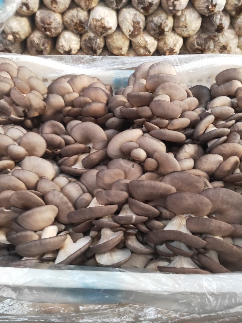蘑菇，出售中，批发价格，全国发货