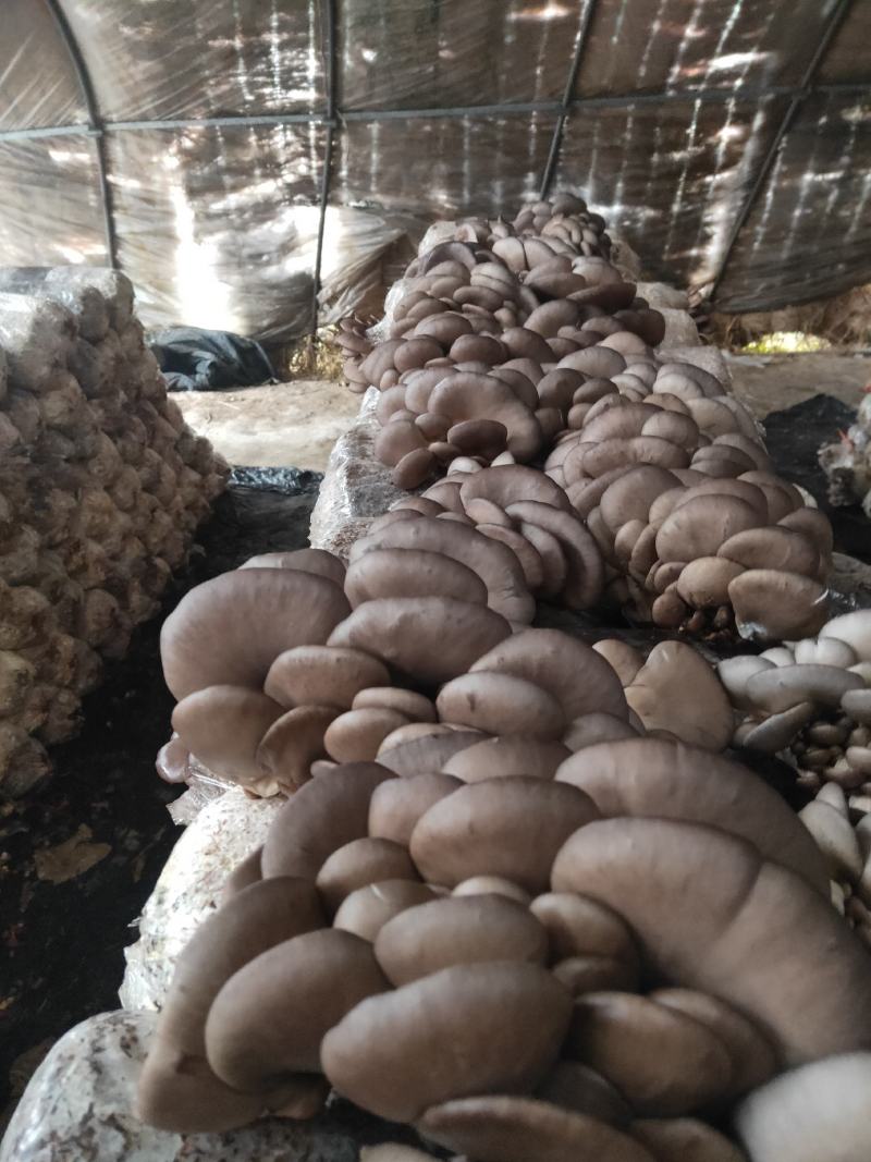 蘑菇，出售中，批发价格，全国发货