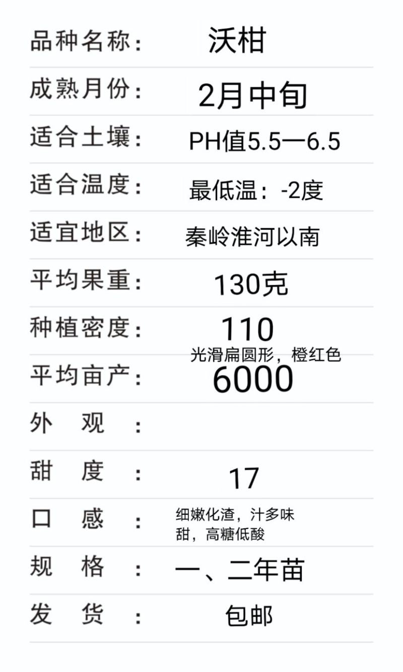 沃柑苗—湖南衡阳基地直供晚熟柑橘果树苗，量大优惠。