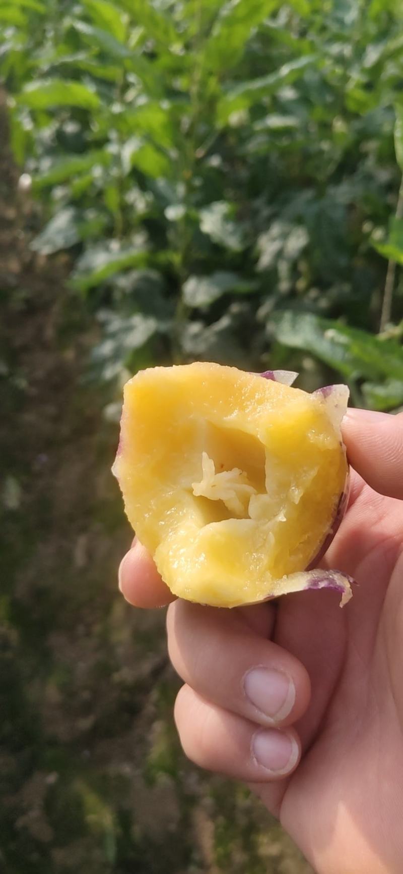 【好货推荐】沙漠人参果，皮薄瓤厚水分足，现摘现发！