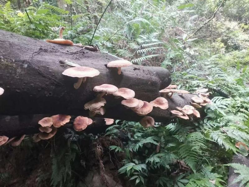 大瑶山原始深山野生香菇椴木香菇种植香菇三种货