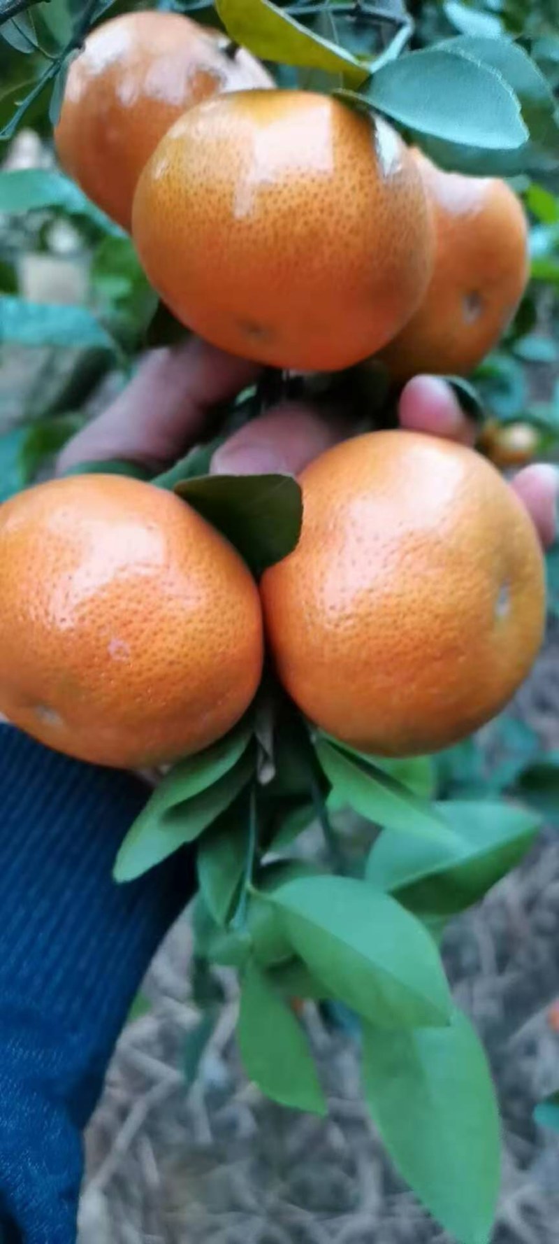 默科特柑桔上市，价格美丽，有市场的老板电话咨询有优惠！！