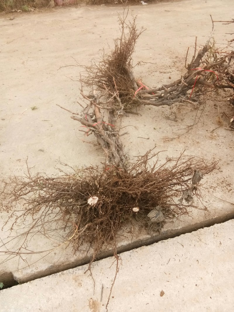 占地葡萄树，一到3公分左右的，产地直发