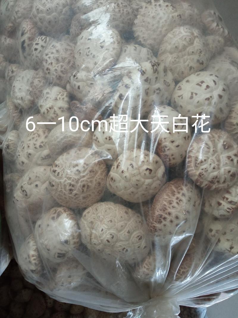 泌阳花菇甲天下精品花菇正在加工待发中大量供应原产地货源