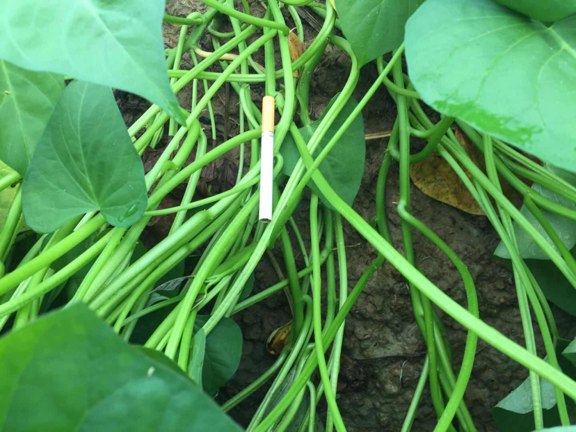 红薯控旺后健康生长状态图