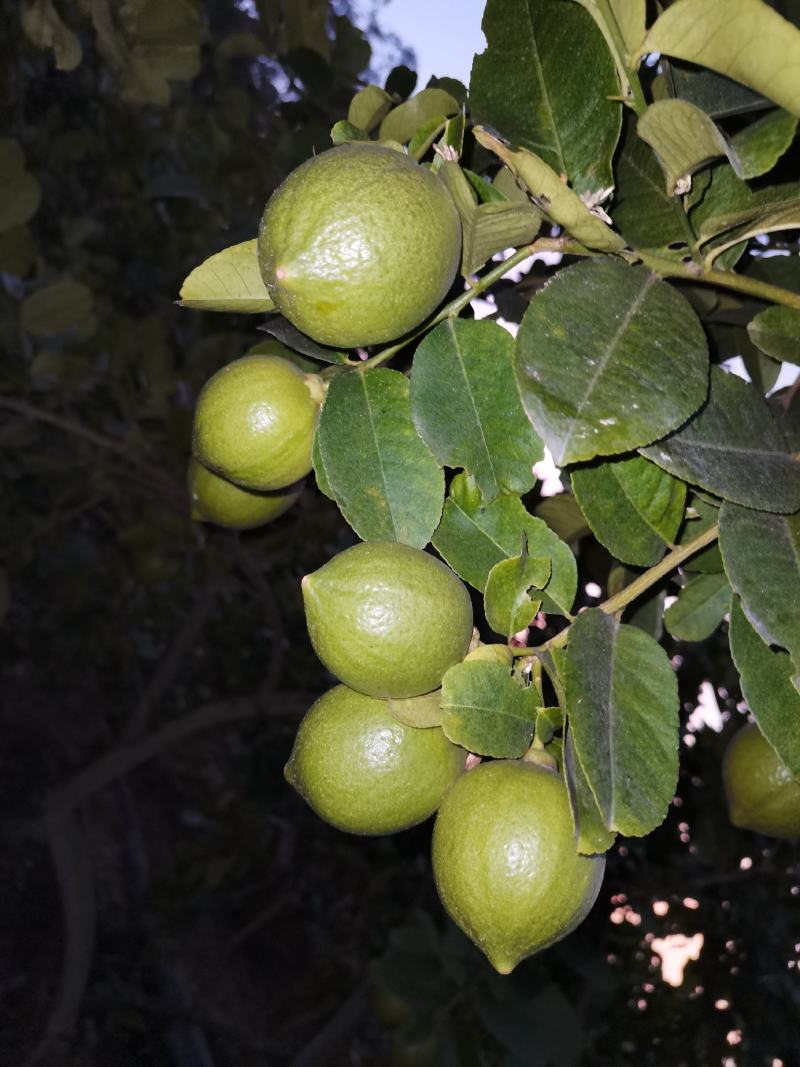 广东香水柠檬，果面干净，香味浓厚，皮簿多汁，果园直销