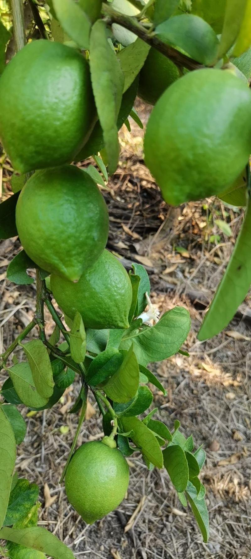 广东香水柠檬，果面干净，香味浓厚，皮簿多汁，果园直销