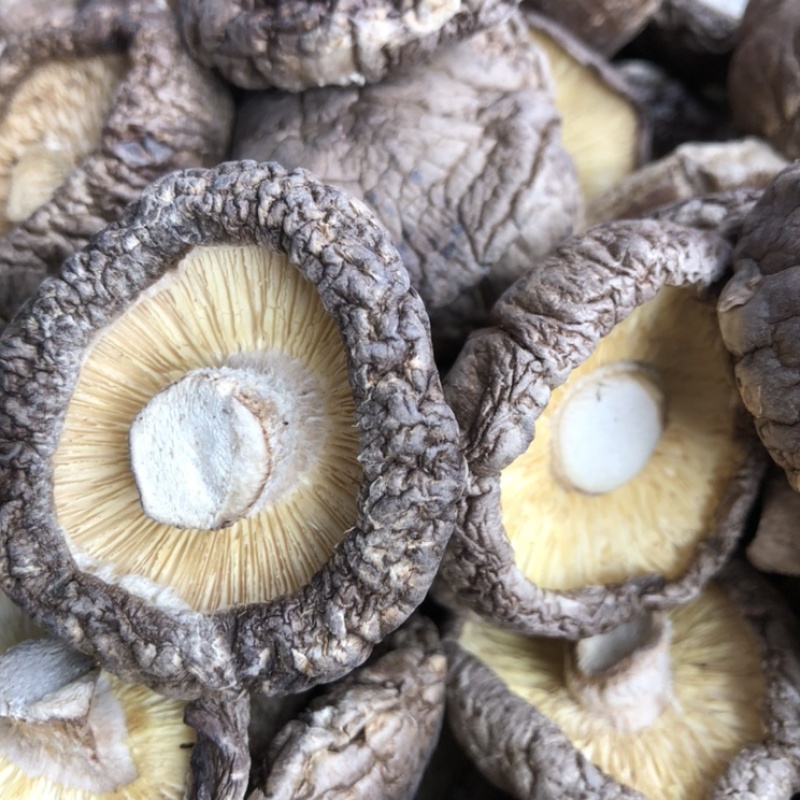 好货大香菇5公分以上新货香菇原产地一手货源量大优惠批发
