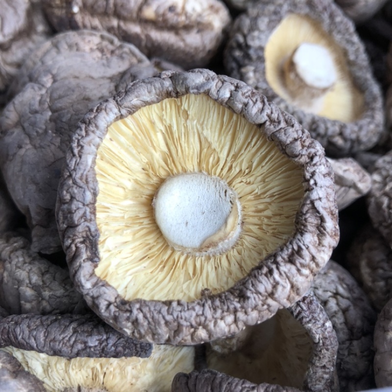 好货大香菇5公分以上新货香菇原产地一手货源量大优惠批发