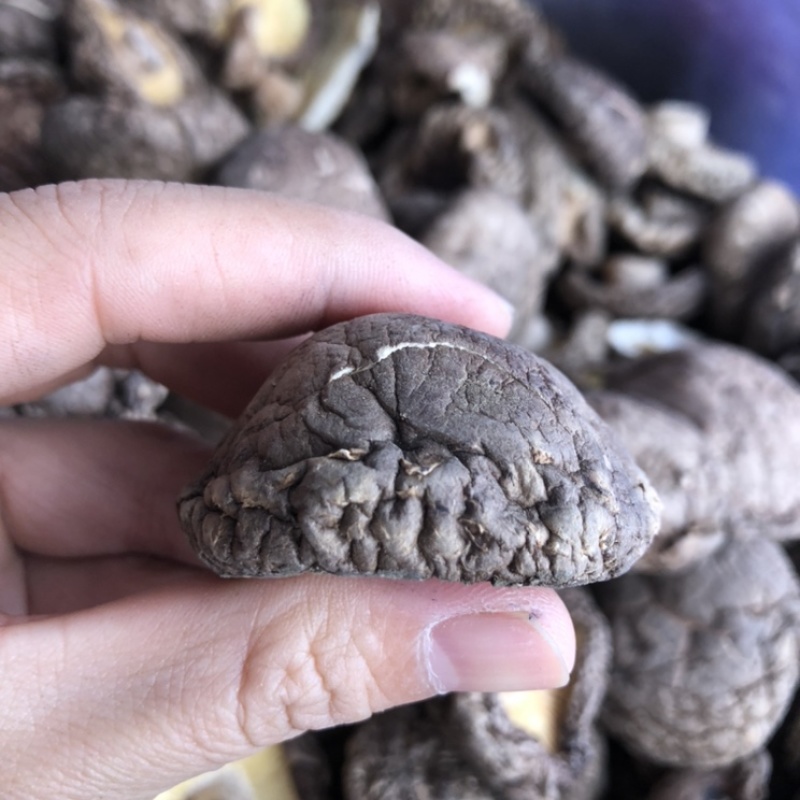 好货大香菇5公分以上新货香菇原产地一手货源量大优惠批发
