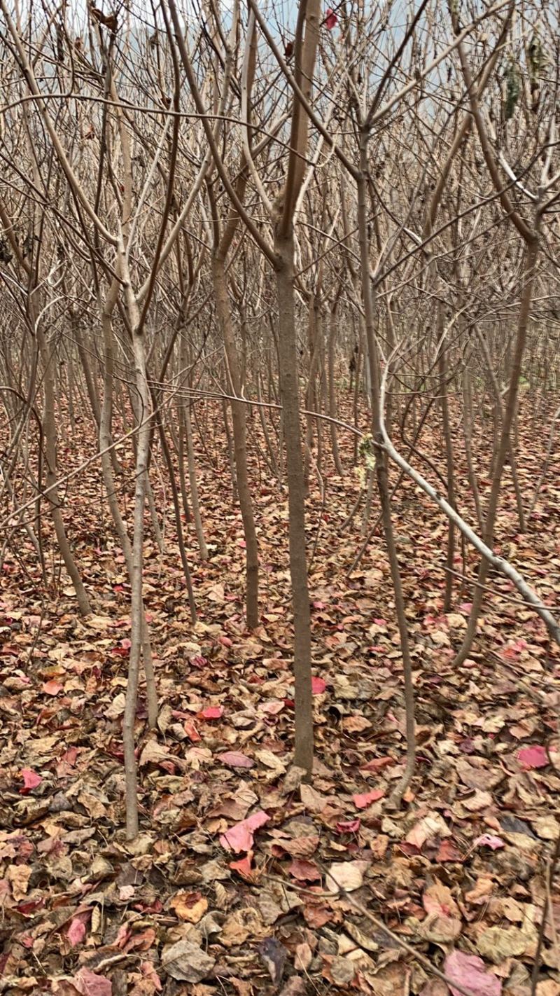 黄栌二年苗地径2公分到3公分量大价格优惠自家培育种植