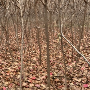 黄栌二年苗地径2公分到3公分量大价格优惠自家培育种植