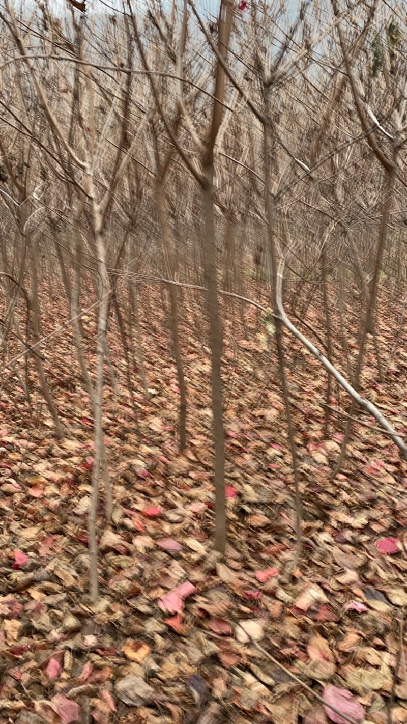 黄栌二年苗地径2公分到3公分量大价格优惠自家培育种植