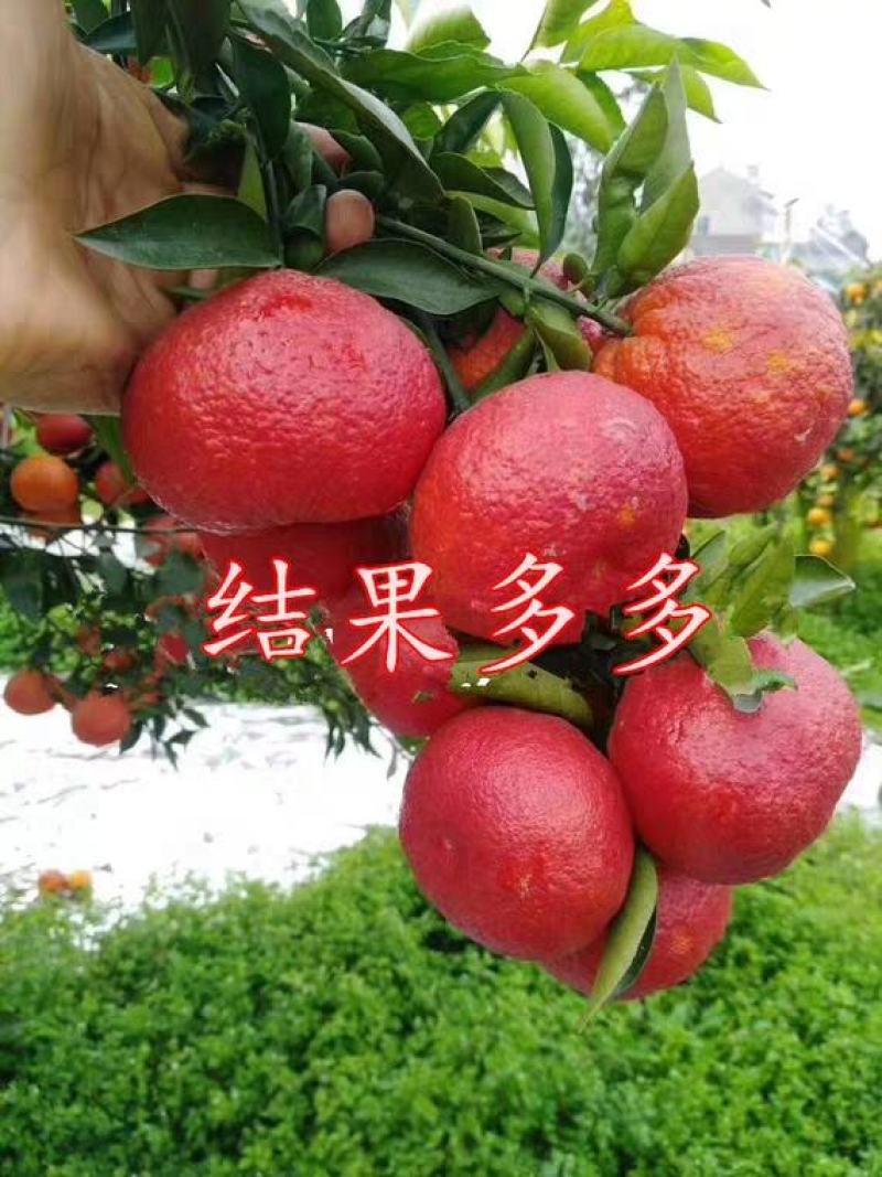 媛红柑橘，水分足，颜色独特，甜度高，易剥皮