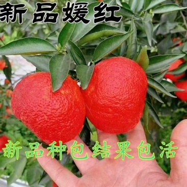媛红柑橘，水分足，颜色独特，甜度高，易剥皮