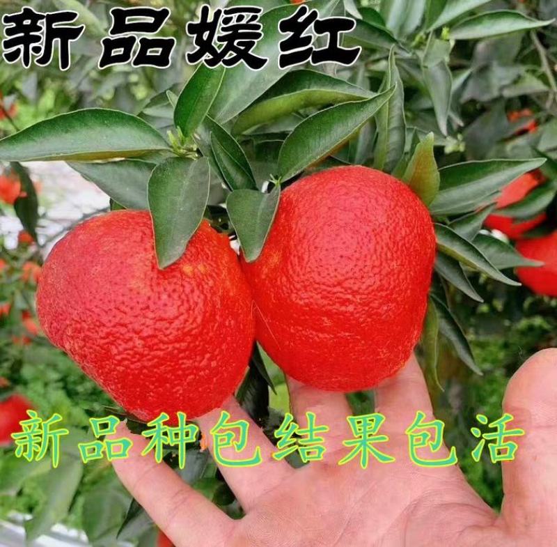 媛红柑橘，水分足，颜色独特，甜度高，易剥皮