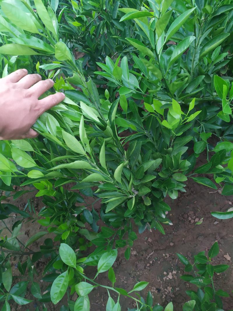 媛红柑橘，水分足，颜色独特，甜度高，易剥皮