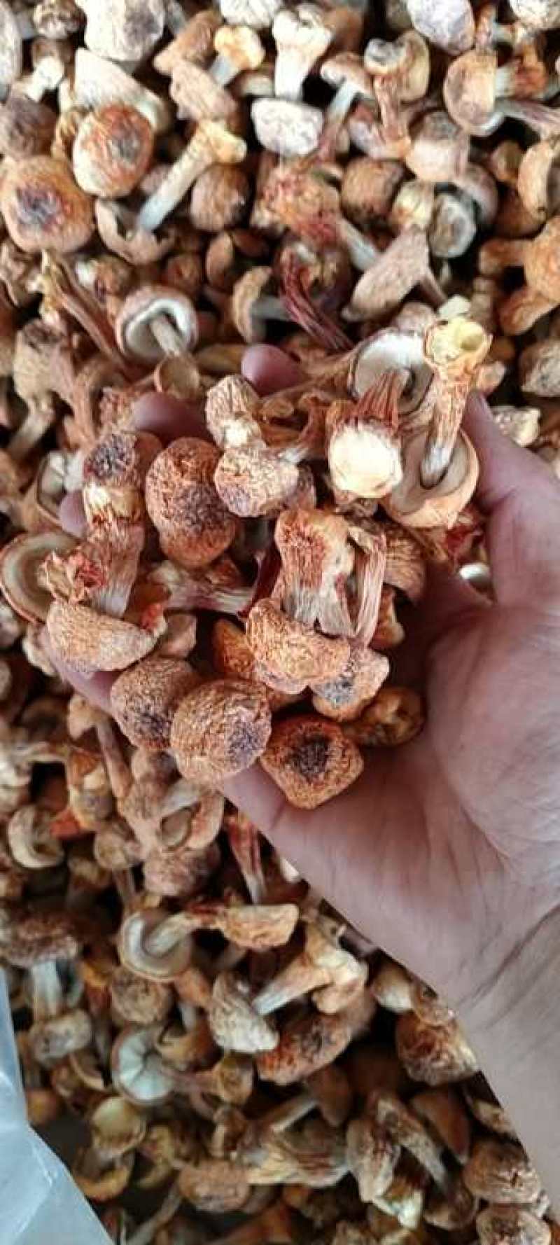 姬松茸:产地直销，(包邮)