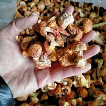 姬松茸:产地直销，(包邮)